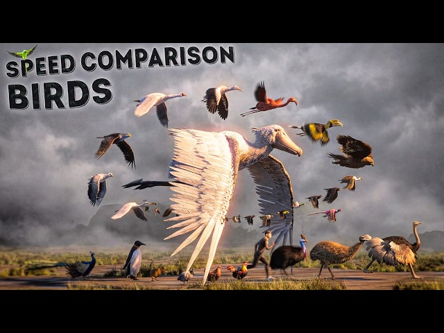SPEED COMPARISON 3D | Birds 🦅