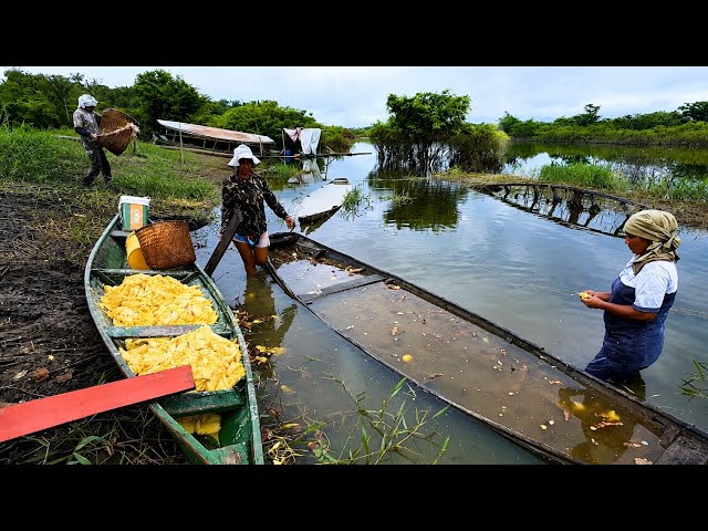 They work hard in the Amazon rainforest to make cassava flour.