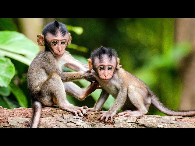 Cute Baby Monkeys Playing with Relaxing Music | Love Nature