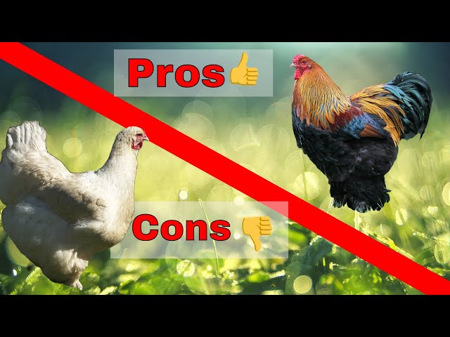 Pros and cons of keeping Brahma chickens