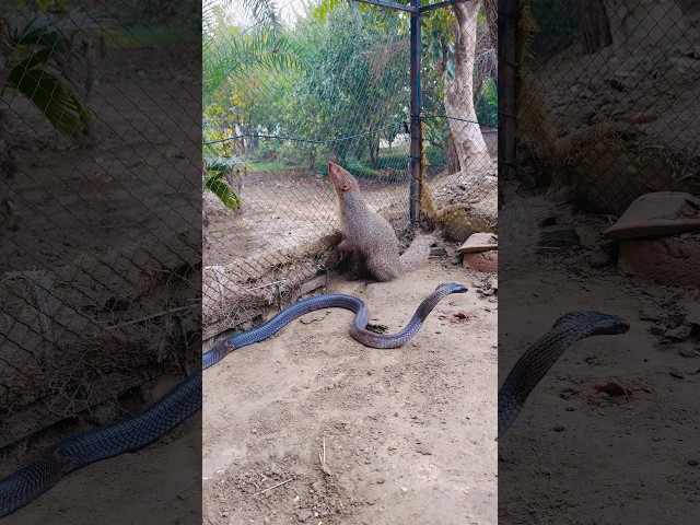 Big mongoose and nag