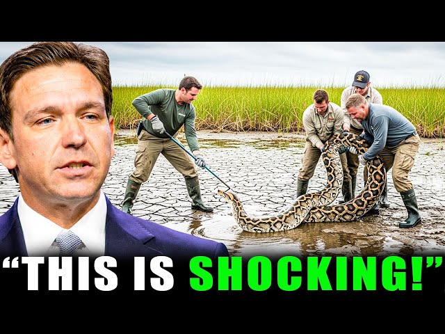 DNA Proved a Man-Eating Python Hunted Florida for 15 Years But The Real Results Shocked Scientists