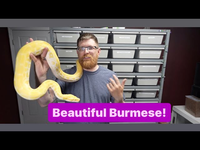 Snake Collection : Burmese Python Is a PERFECT PET !  Amazing Boa Constrictors . Vlog - Pets