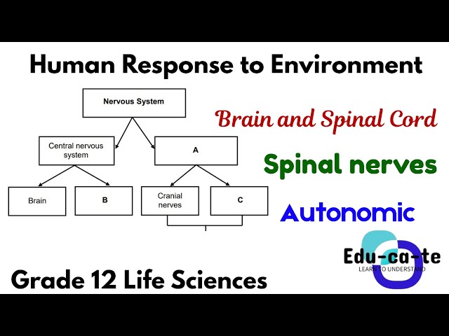 Introduction to Human Response - The Nervous System (Grade 12 Life Sciences)