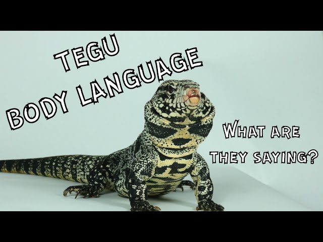 Lenguaje corporal de Tegus: ¿Qué están diciendo?