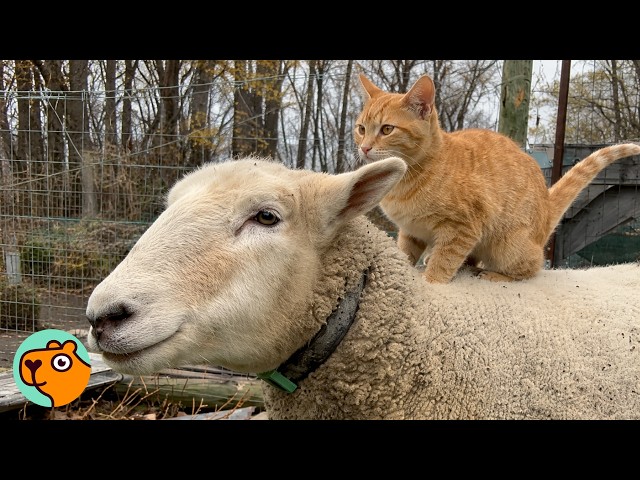 Sheep Knocks On Door To Play With Cat Friend | Cuddle Buddies