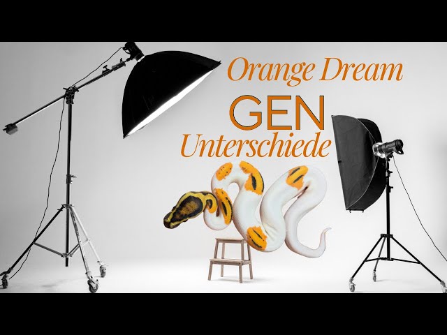 I'll show you the REAL Orange Dreams 🤯