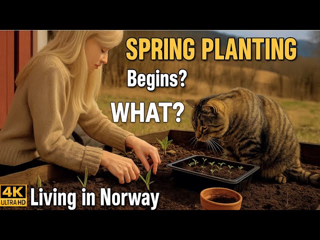 Cold Spring in Norway? Garlic, Tomatoes & a Cat’s Garden Life