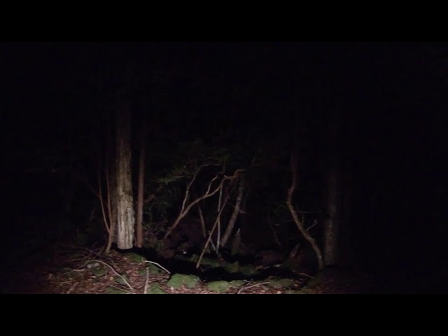 Haunted Aokigahara at Night  Part 2,  VR-360  (Into the forbidden zone)