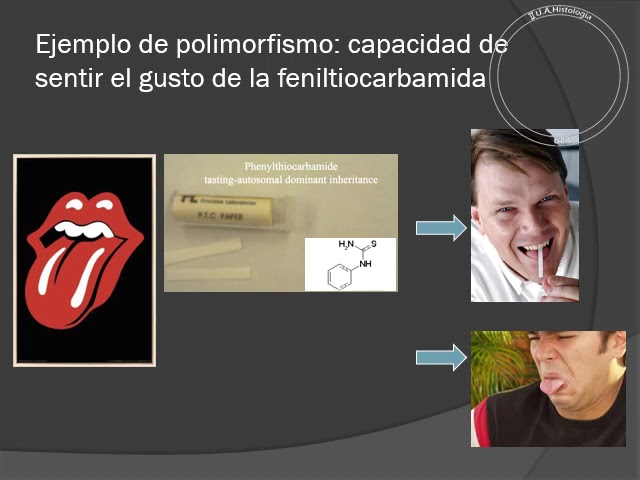 SG 2 Mutaciones