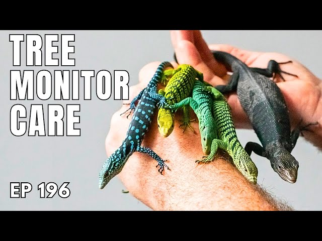 Tree Monitor Care - Advice from World Expert Breeder - Ep. 196