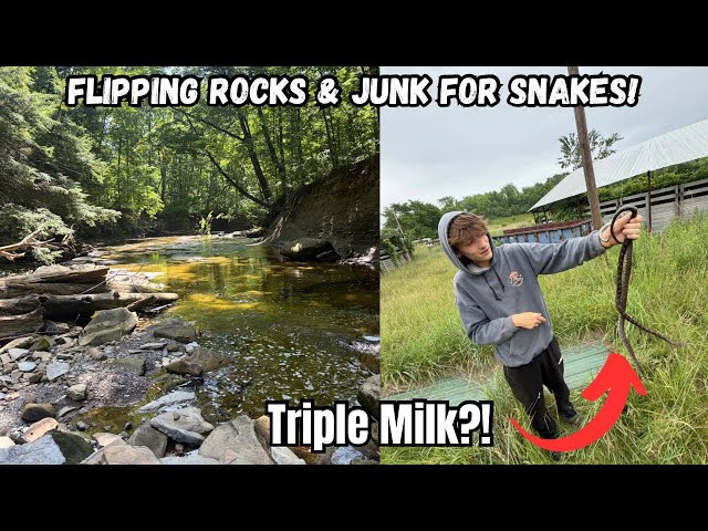 Flipping Rocks for Snakes… Then THIS Happened!