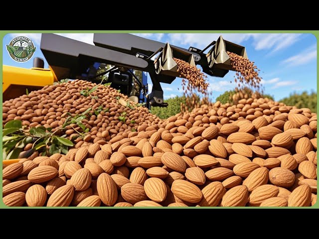 How Billions of Almonds Are Processed – Incredible Almond Farming for Salted Almonds & Toffee