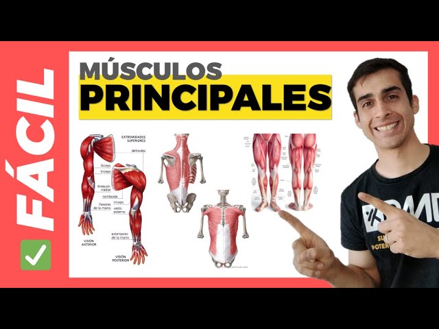 ✅ MAIN MUSCLES of the HUMAN BODY (Easy) Anatomy