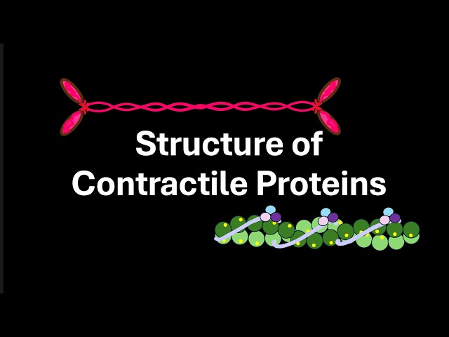 Structure of Contractile Proteins | Locomotion and movement | Class 12 | Zoology | Telangana
