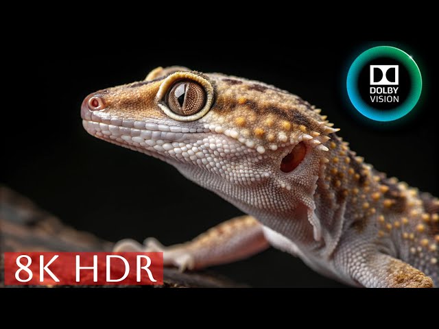 Journey Into the Wild: Stunning Wildlife in #8KHDR | Ultra HD Nature Experience #60FPS #DolbyVision