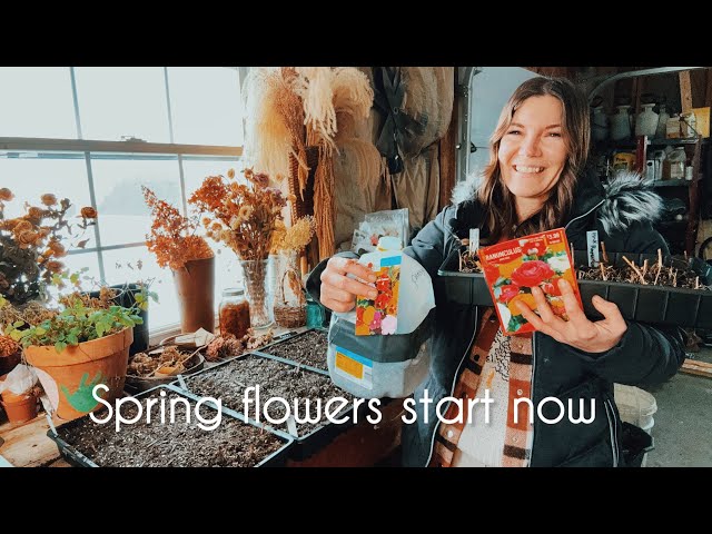 Planting Pansy Seeds 2 Ways (No Grow Light) + Pre-Sprouting Ranunculus 