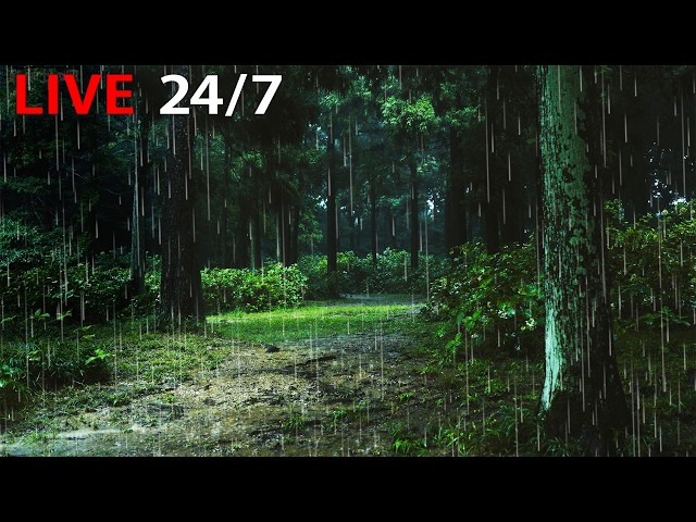 🔴 Listen to the rain on the forest path, relax, reduce anxiety, and sleep deeply