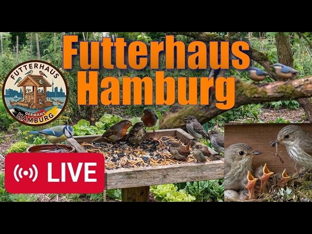 Live Nistplatz Grauschnäpper und Futterplatz gucken von Futterhaus Hamburg