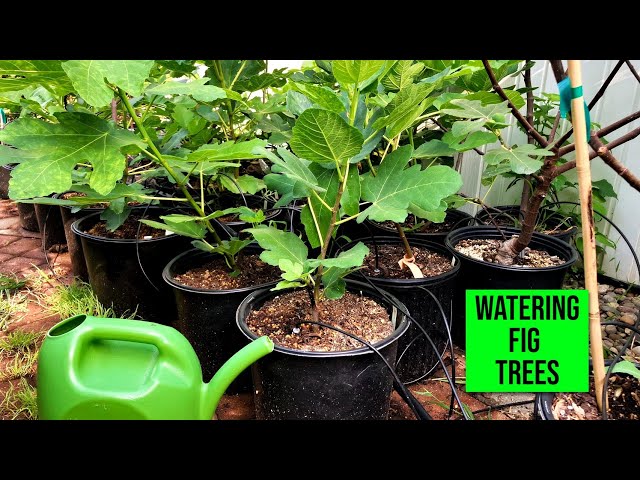 Fig Trees in Pots: The #1 Mistake I See Way Too Often