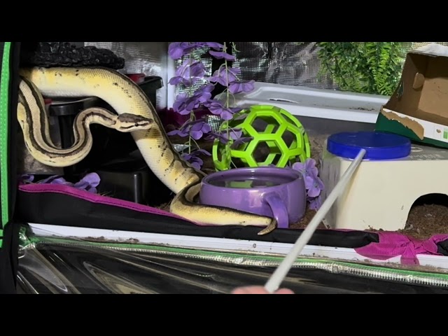 Vel’s Training Session: The Tail End