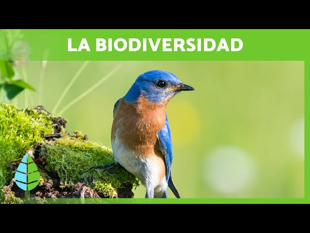 What is BIODIVERSITY and its IMPORTANCE 🌍🐸🌿