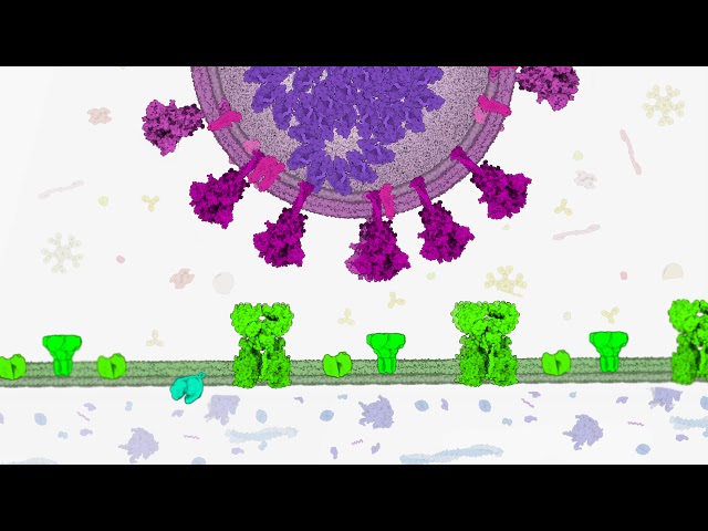 Viral Cell Entry of the SARS-CoV-2 virus - NanoBiology Course 2020 - Tuesday Group