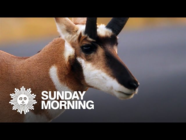 Nature: Pronghorn antelope