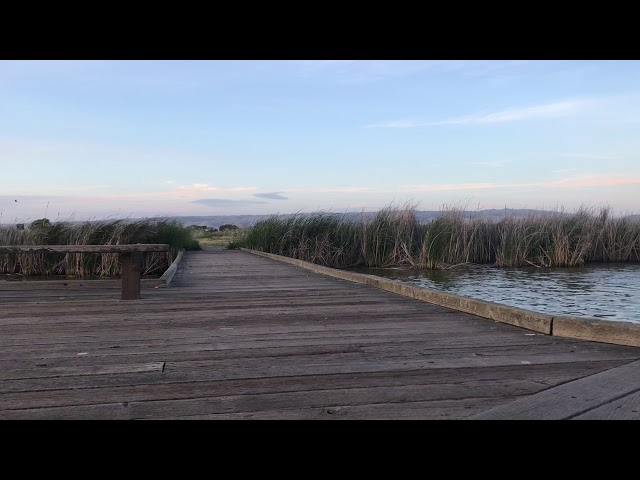 Green screen wood walkway over swamp