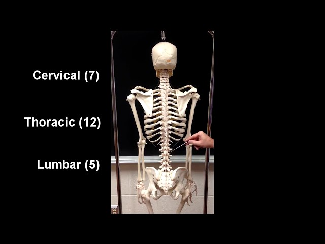 Anatomy of the Axial Skeleton