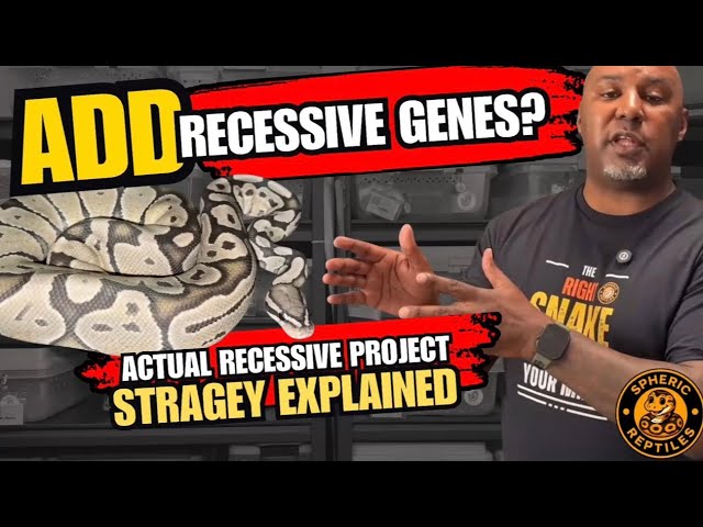 How to Add New Recessive Genes Without Stalling Your Ball Python Project