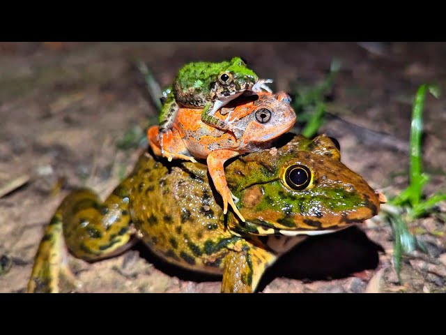 Frog froggy funny to you for laugh | Making funny frogs | Bullfrog and Toad Jump funny | funny frog