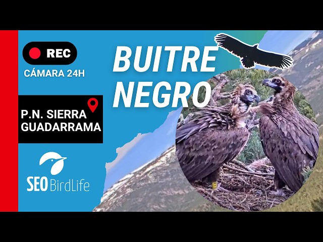 BUITRE NEGRO 🔴 DIRECTO P. N. Sierra de Guadarrama