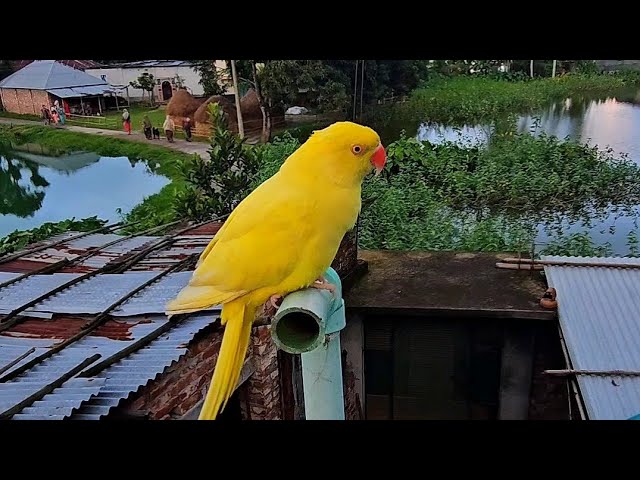 parrots super talking video  