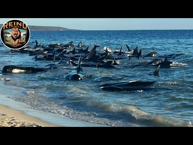 Pilot Whales and Orcas: The Deadly Showdown | Animal Kingdom