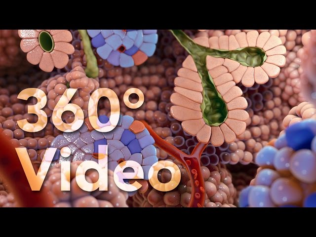 360° Endocrine Cells Animation (demo)