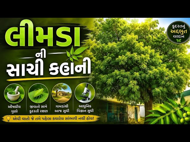 લીમડા ની સાચી કહાની-શું તમને ખબર છે કે લીમડો માત્ર કડવોજનથી, પરંતુઆયુર્વેદમાં તેને "ચમત્કારી વૃક્ષ..
