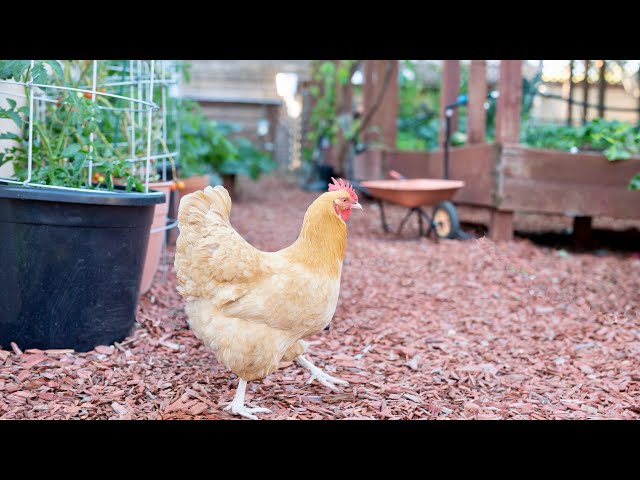 Practical Advice for Keeping Backyard Chickens in the City