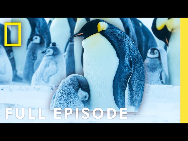 Emperor Penguin Societies (Full Episode) | Secrets of the Penguins | National Geographic