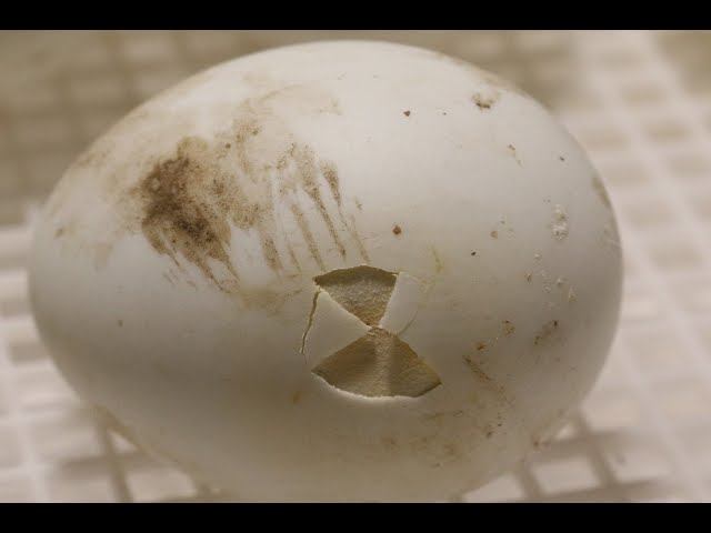Pippage - Duckling hatching. Time lapse!