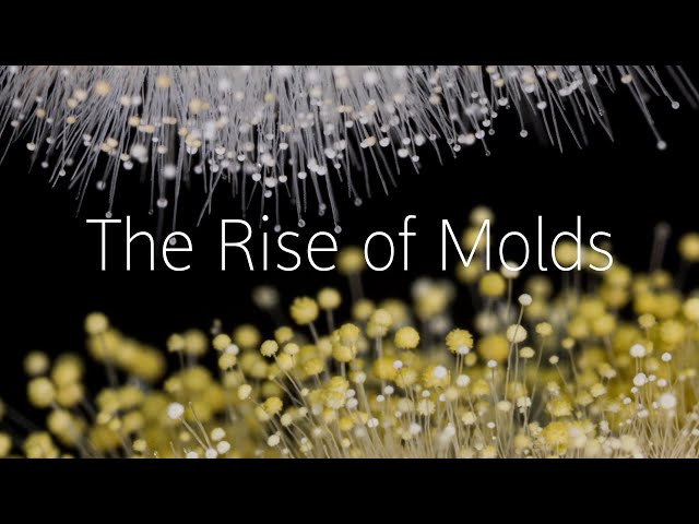 Mold Growth Looks Like an Alien Forest | Fungi Timelapse