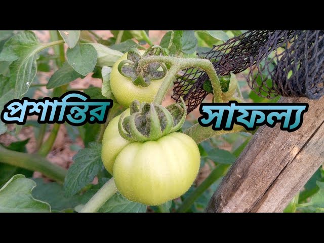 পরিশ্রমের পর যখন সফলতা আসে মনে প্রশান্তিমায় এক শান্তি লাগে। Parvez World 