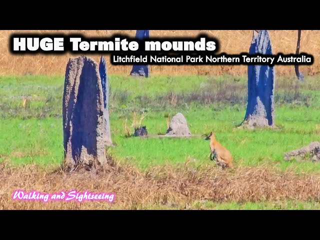 Litchfield National Park | Magnetic Termite mounds | Driving Tour Batchelor | Stuart Highway | NT 🇦🇺