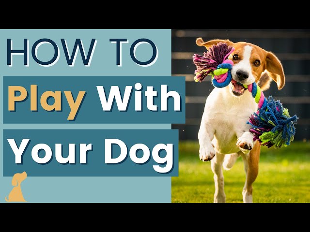 How to Play With a Puppy - 10 Tips For The Best Experience