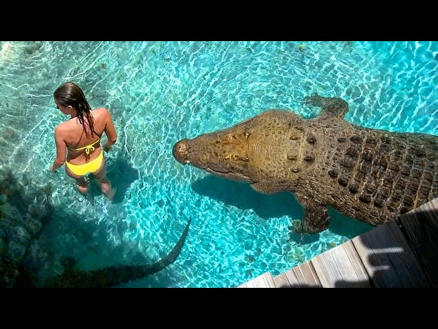 Terrifying Crocodile Encounters Caught on Camera
