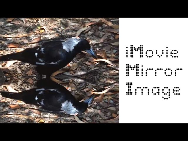 How To Mirror Image / Flip Video in iMovie! | Easy Tutorial