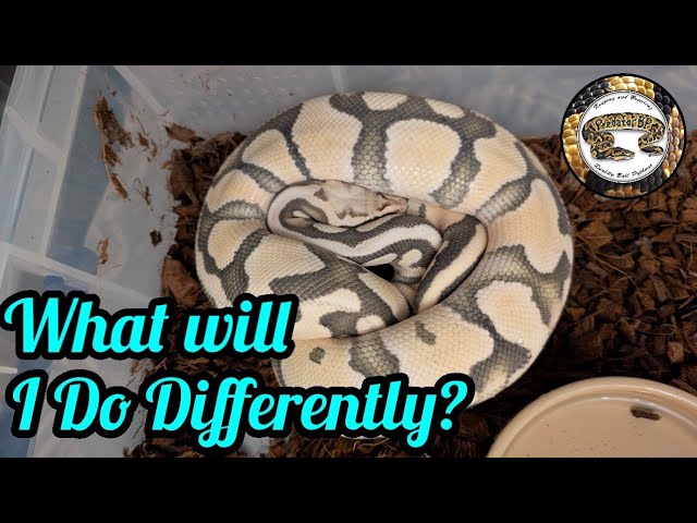 Breeding Ball Pythons. What will I do differently!