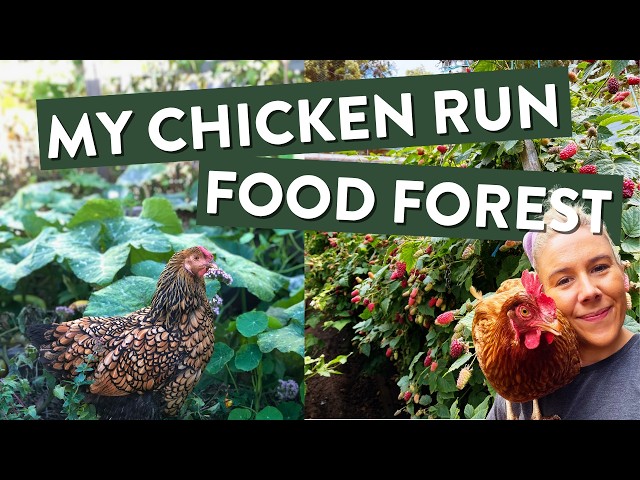 Grow a Food Forest in Your Chicken Run: Berries Edition (No Ai, really!)