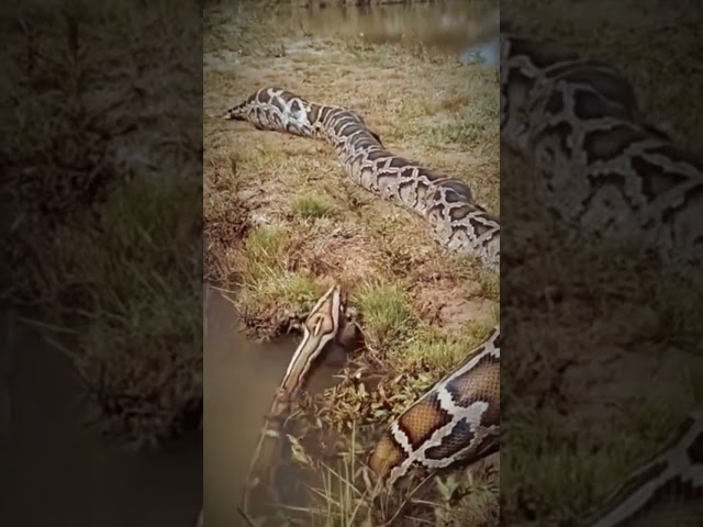 Reticulated Python Caught on Camera! #animals  #wildlife #snake