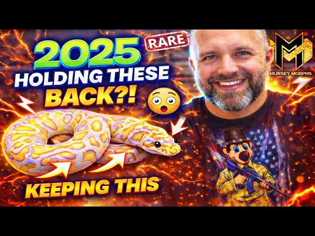 Keeping THESE Ball Pythons from 2025?! 🔥 (Insane Genetics)
